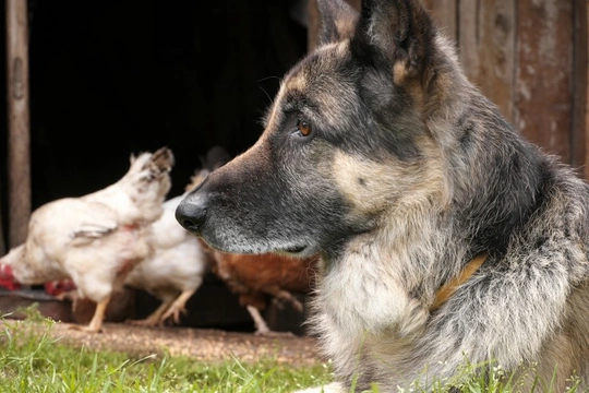 Can dogs pick up lice from chickens?