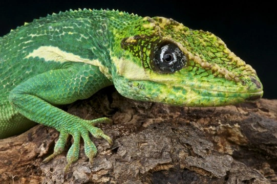 Metabolic Bone Disease ( or MBD ) in Reptiles