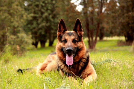 Degenerative spinal myelopathy in the German shepherd