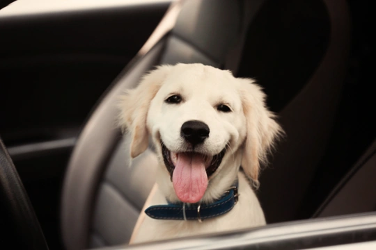 Dog and Cars in Summer