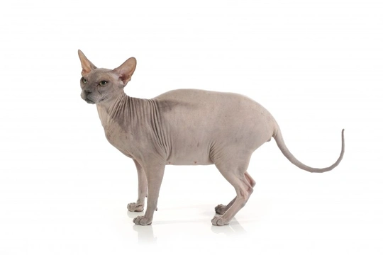 Hairless Cat Breeds