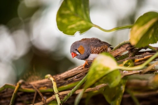 Poxvirus Infections in Birds