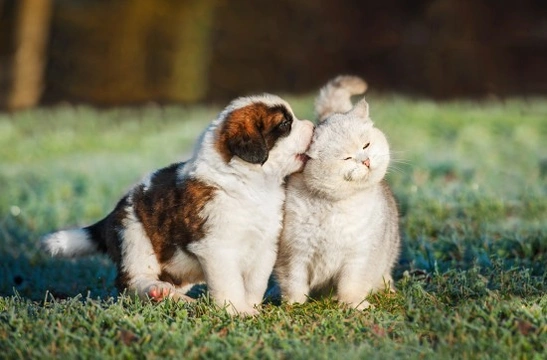 Introducing Your New Puppy to the Resident Cat(s)