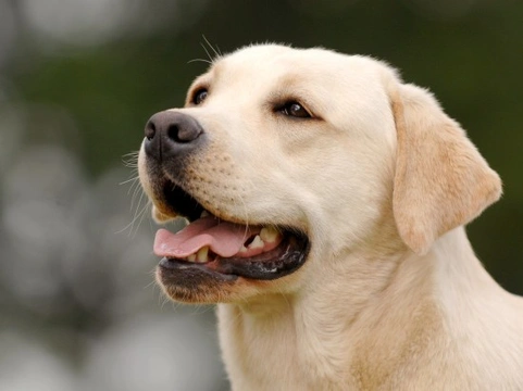 Understanding Epilepsy in Dogs