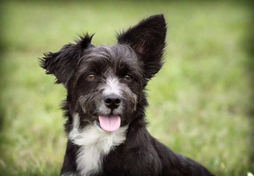 4 Brilliant Ways to Keep Your Dog Happy