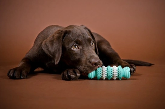 Puppy chewing - Do’s and don’ts for managing things