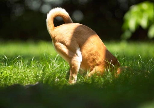 Waarom graaft mijn hond diepe kuilen in de tuin?