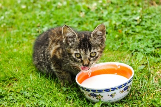 ¿Los gatos pueden beber leche?