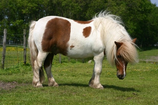 The Shetland Pony