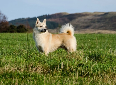 The Lovely Norwegian Buhund