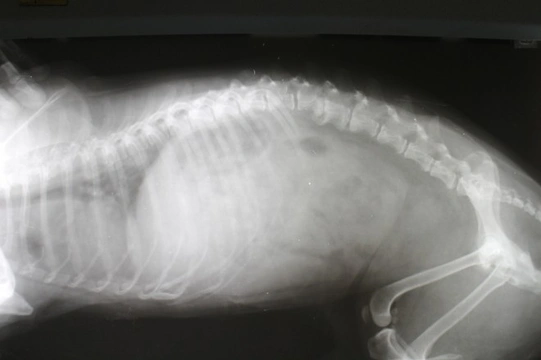 More information on dog (canine) x-rays