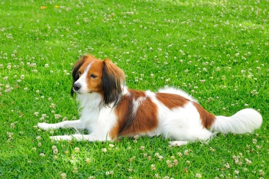 Is the Kooikerhondje a good choice of pet dog?