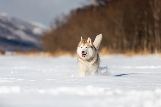 What canine body features indicate that they’re designed for cold weather?