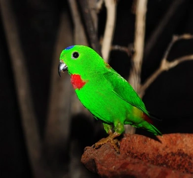 Blue-crowned Hanging Parrot