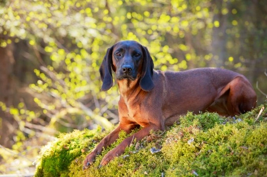 Is the Bavarian mountain hound a good choice of pet?