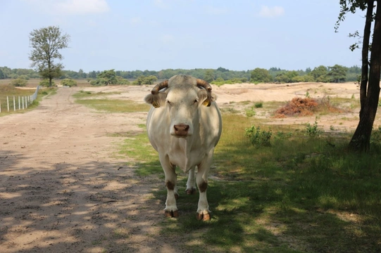 Losloopgebied: Goois Natuurreservaat Zuiderheide