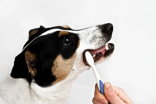 Dental care for dogs