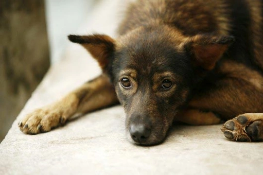 Wormen herkennen en voorkomen bij honden