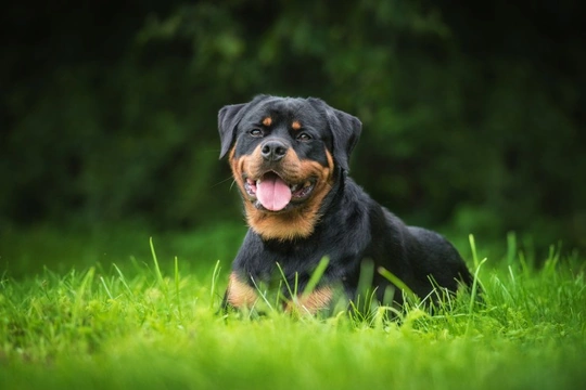 Lumbosacral stenosis in rottweilers