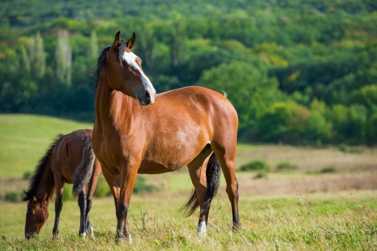 Insect Bites and Horses