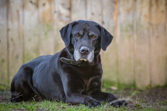 How to help your senior dog to maintain their bodyweight