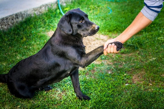 All about the Good Citizen Dog Scheme