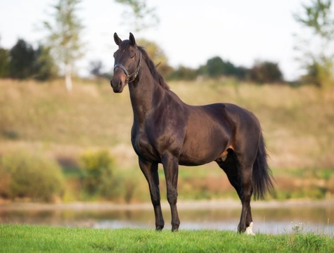 Omega 3 Supplements Can Benefit Horses with Lower Respiratory Diseases