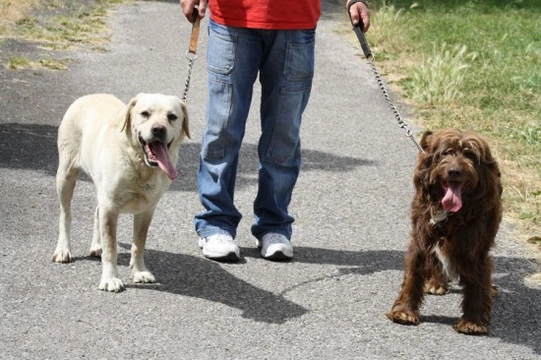 How to choose a dog walker