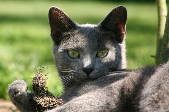 Making Sure Your Cat Stays Cool This Summer