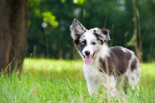 The Many Benefits of Taking Your Dog for a Good Long Walk