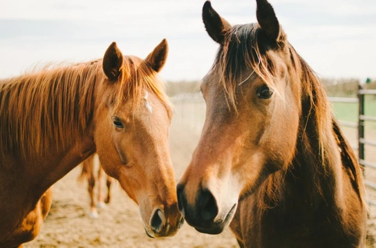 A Horse's Equivalent to the Common Cold