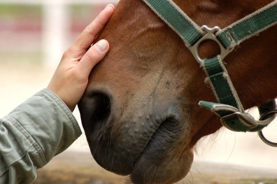 How to gain experience with horses when you don’t own a horse