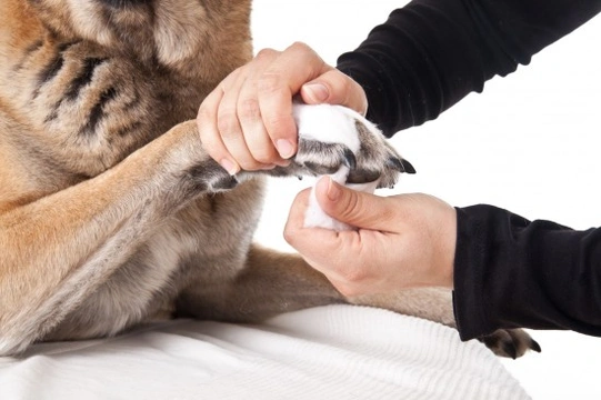 Top ten paw care tips for dogs