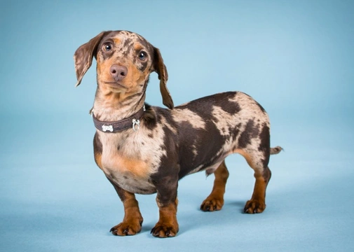 Keeping Dachshund Pups Fit and Healthy