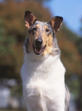 British Dog Breeds - Worthy Of A Second Glance