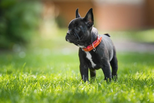 How to assess the temperament of a French bulldog puppy