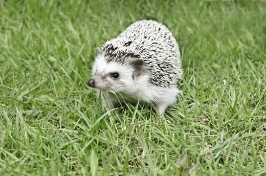 How to Care for An African Pygmy Hedgehog