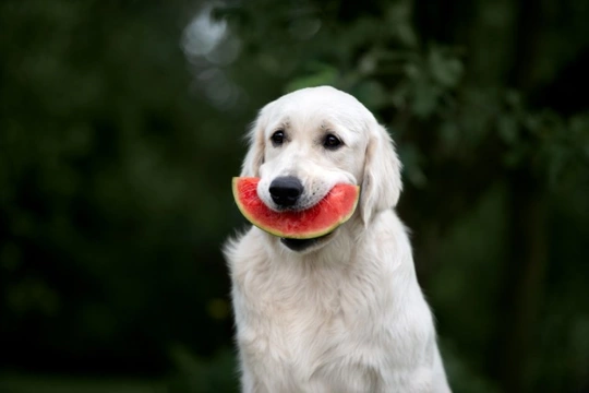 Are fruit stones or pits safe for dogs?