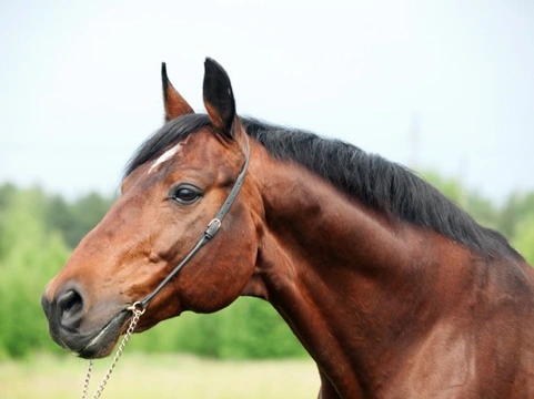 Why Do Some Thoroughbred Horses Get Nose Bleeds?