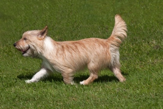 The three types of Portuguese Podengo dog