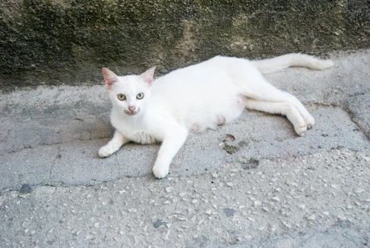 Taking Care of a Pregnant Cat