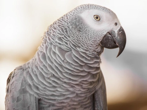 The African Grey Parrot