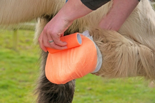 How to poultice your horses hoof...on your own!