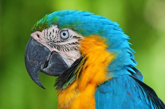 Blue and Gold Macaw