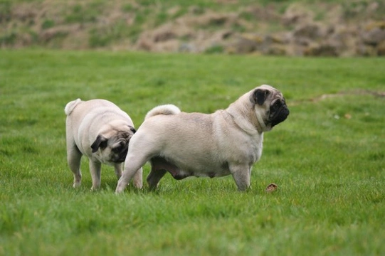 Why do dogs sniff other dog’s bottoms ?