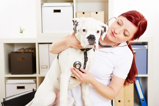 Canine Breed Club Heart Testing