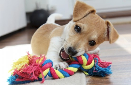 Dealing with a puppy that destroys all of their toys