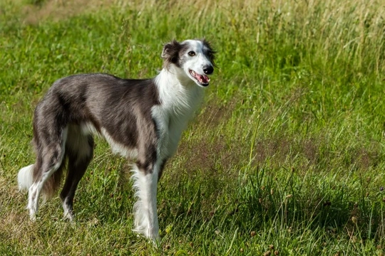 Silken Windhound Dog Information