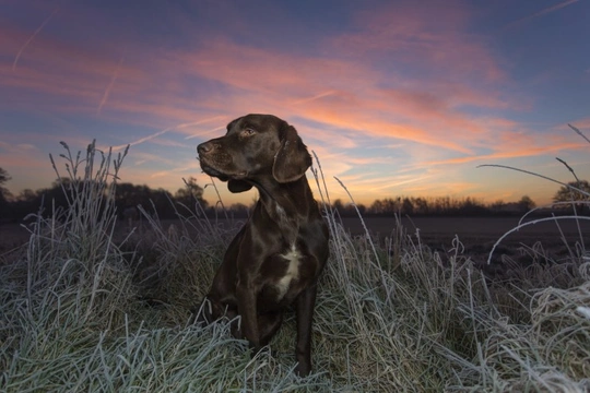 Might a Springador be the perfect dog for you?