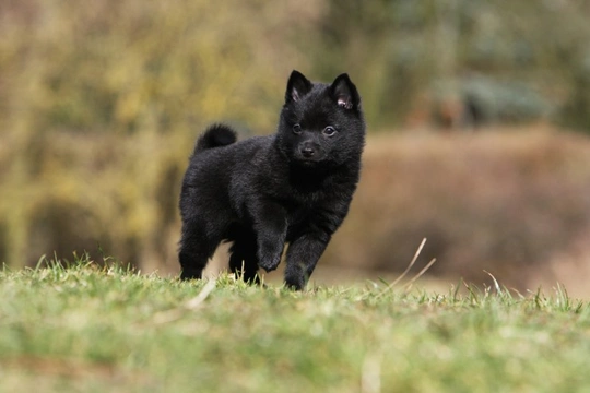 Mucopolysaccharidosis type IIIB (MPSIIIB) in the Schipperke dog breed